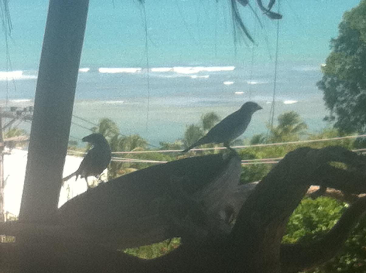 פורטו סגורו Novos Baianos Hostel E Pousada מראה חיצוני תמונה Two juvenile birds